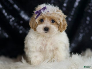 Maltipoo dogs - Ad 17