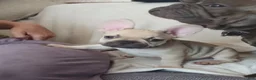 French Bulldog dogs for sale: French Bulldog 7 - Ad 2
