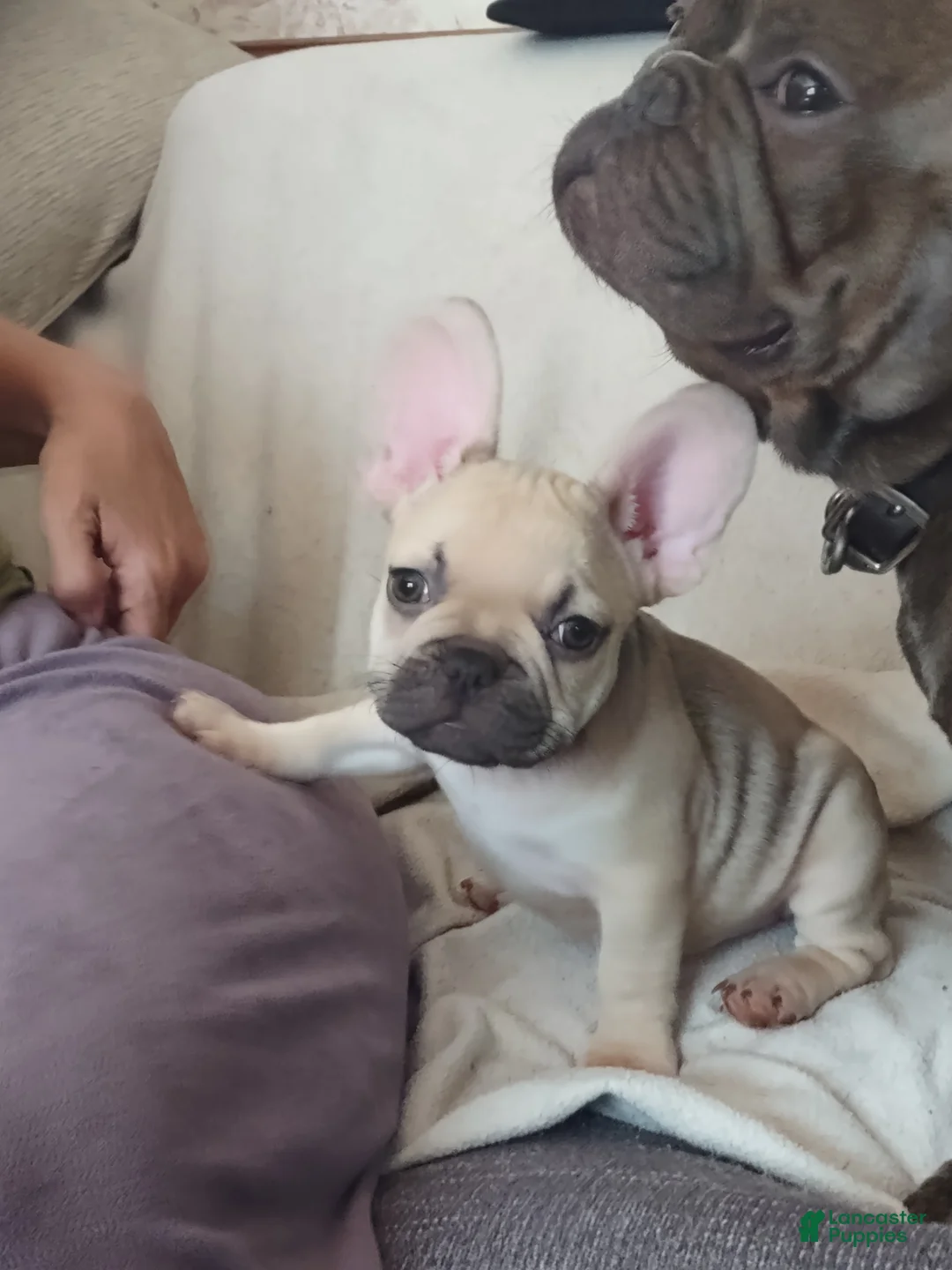 French Bulldog dogs for sale: French Bulldog 7 - Ad 2