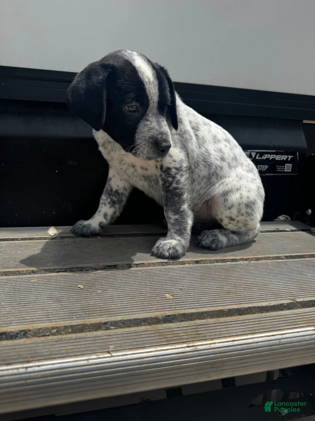 Mixed Breed dogs for sale: River - Ad 2