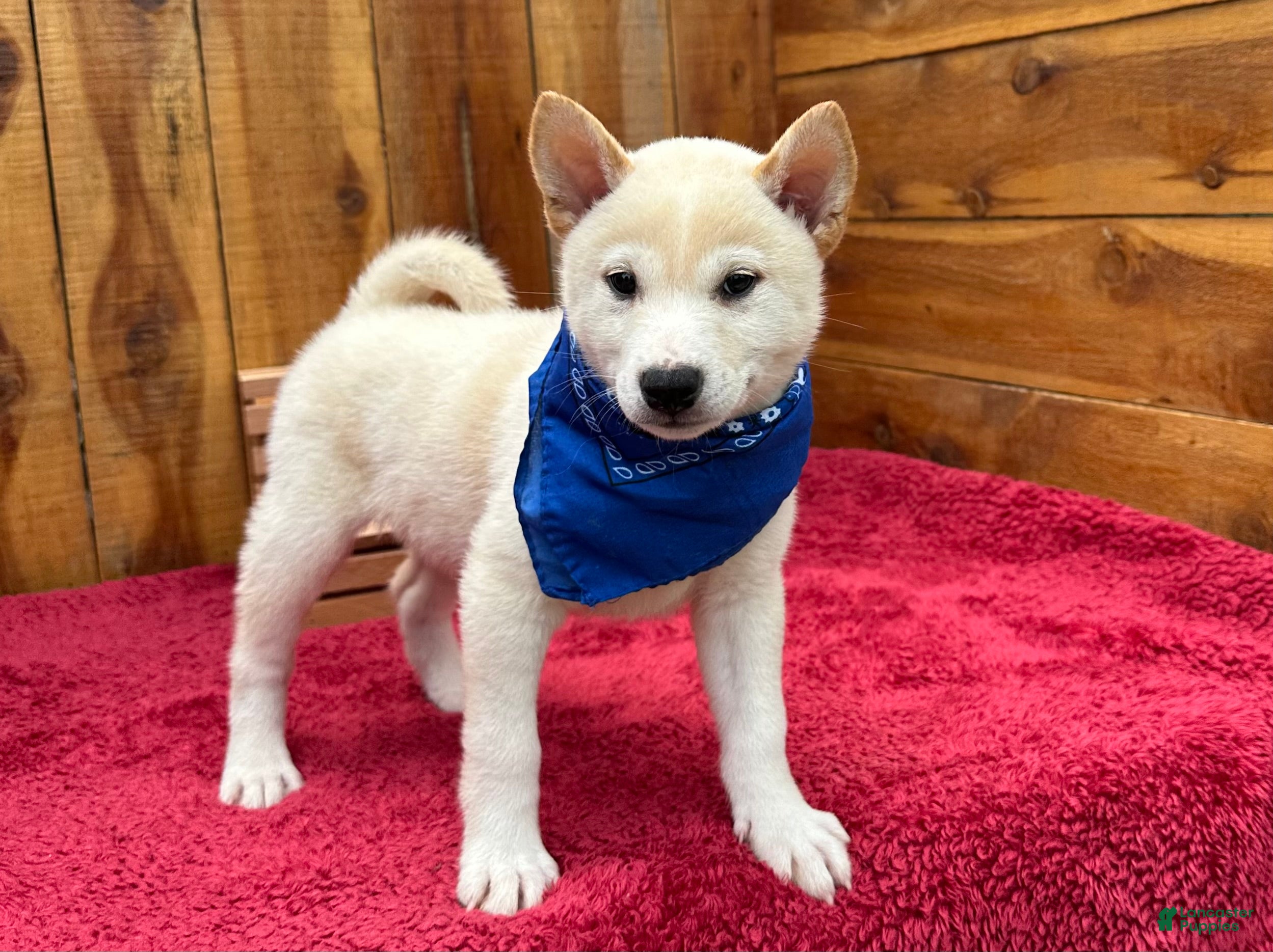 Shiba Inu dogs Shiba Inu Puppy 3 - Ad 1