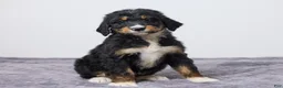 Bernedoodle dogs for sale: Kaya - Ad 5