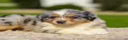 Miniature Australian Shepherd dogs for sale: Ishi - Ad 2