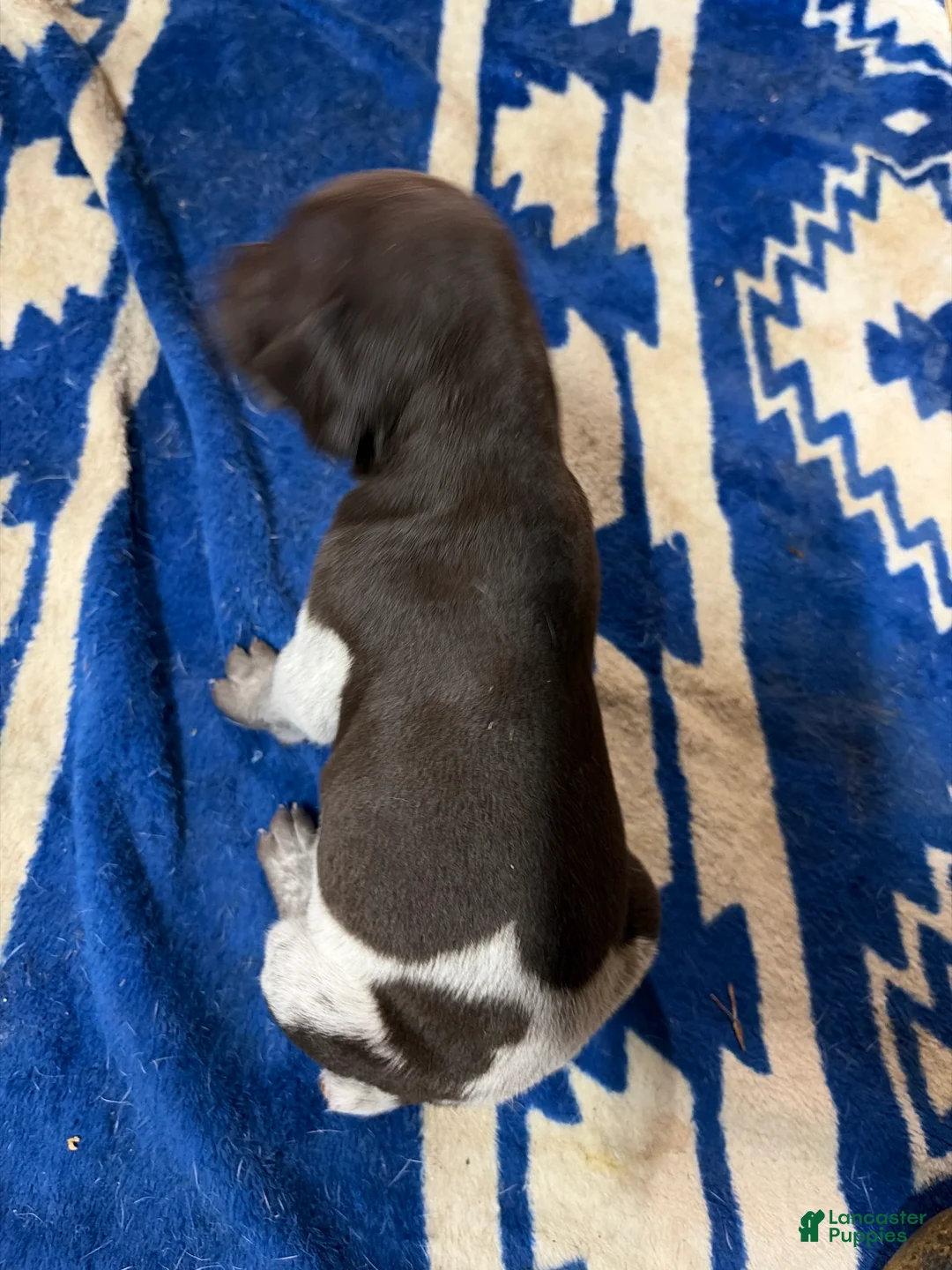 German Shorthaired Pointer dogs for sale: German Shorthaired Pointer 1 - Ad 2