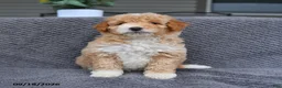Mini Aussiedoodle dogs for sale: Lassie - Ad 3