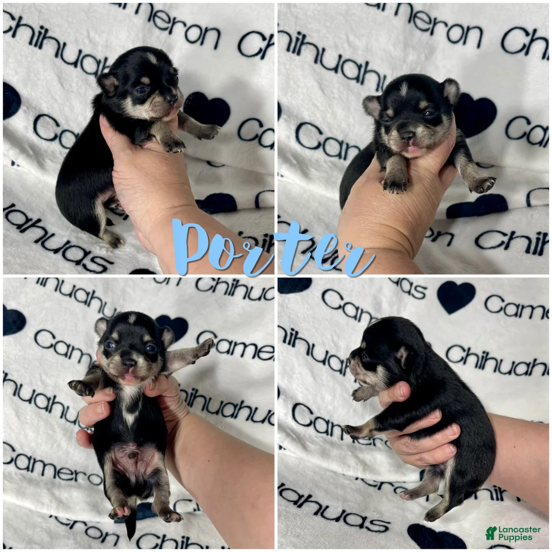 Chihuahua dogs for sale: Porter Tiny Short Coat - Ad 3