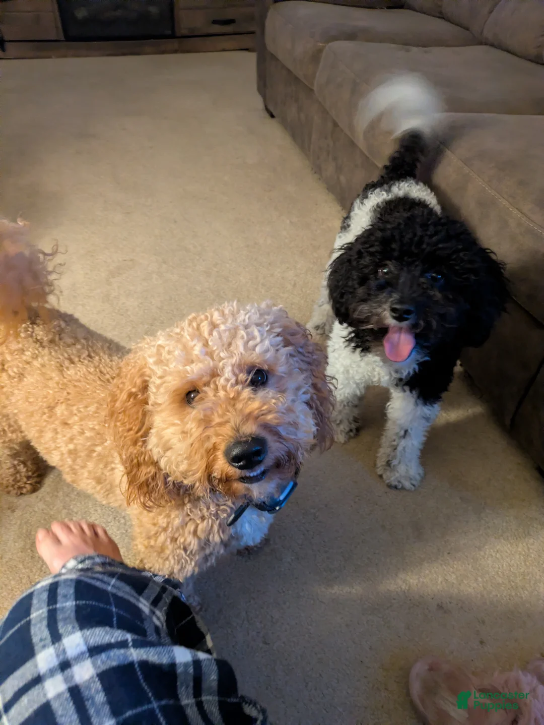Mini Goldendoodle dogs for sale: Biscuit.  Twixie.  Salam.    Lady - Ad 2