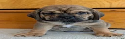 Puggle dogs for sale: Chase  - Ad 4