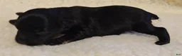 Miniature Schnauzer dogs for sale: Girl 4 - Ad 3