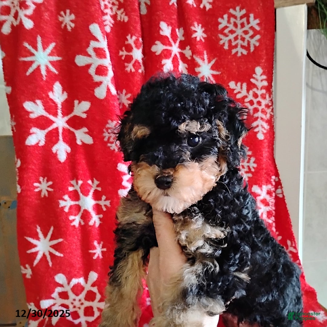 Mini Bernedoodle dogs for sale: Robin - Ad 2
