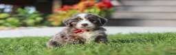 Mini Bernedoodle dogs for sale: Lemonhead - Ad 2