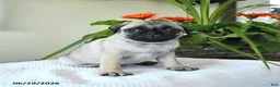 Pug dogs for sale: Tulip - Ad 5