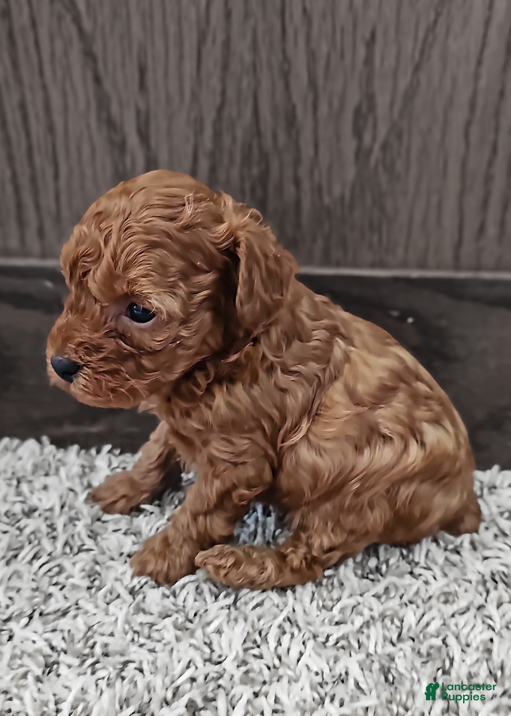 Toy Poodle dogs Charlotte - Ad 2