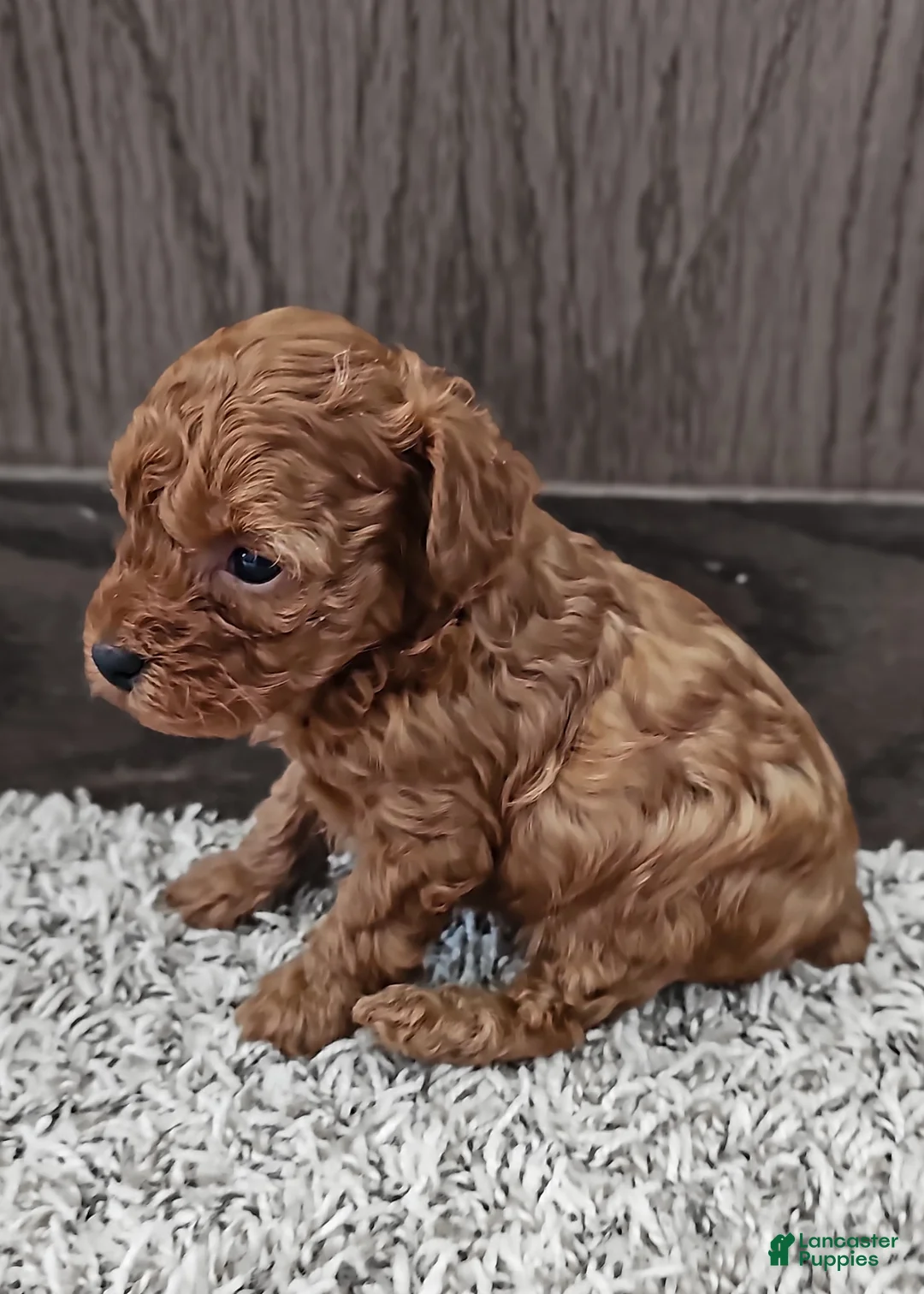 Toy Poodle dogs for sale: Charlotte - Ad 2