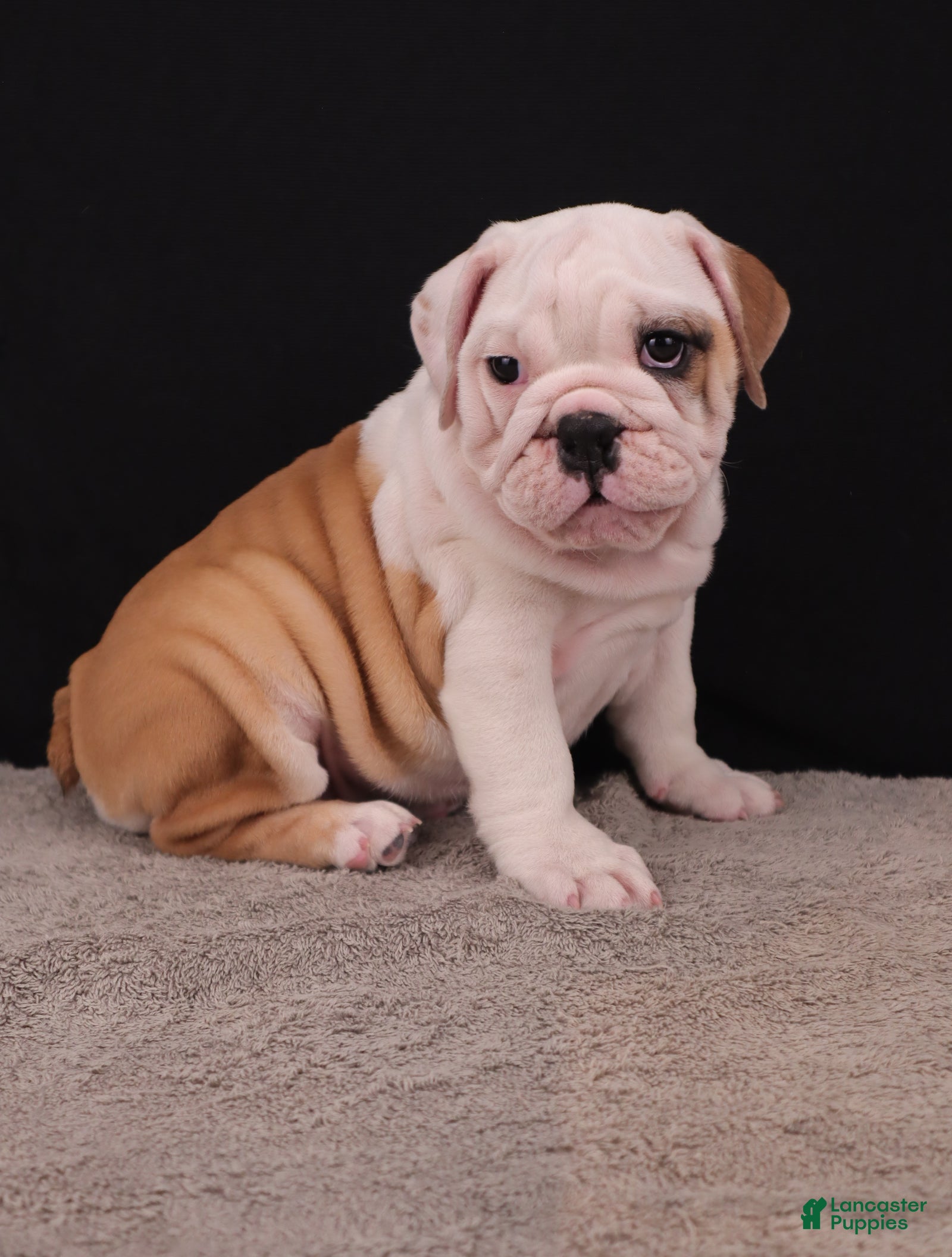 English Bulldog dogs Sally  - Ad 1