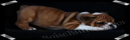 English Bulldog dogs for sale:  Helga (F) - Ad 16