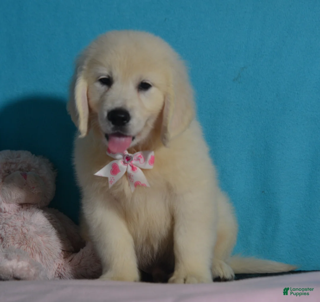 Golden Retriever dogs for sale: Toby - Ad 1