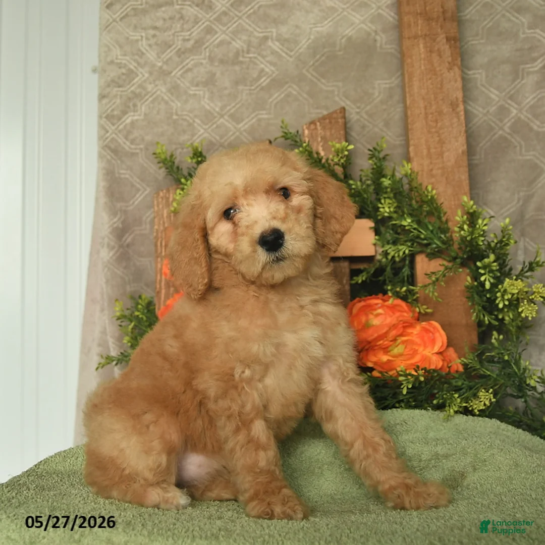 Mini Goldendoodle dogs for sale: Honey    - Ad 1