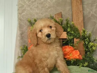 Mini Goldendoodle dogs for sale: Honey - Ad 4