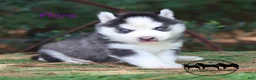 Siberian Husky dogs for sale: Flora Texas can transport - Ad 2