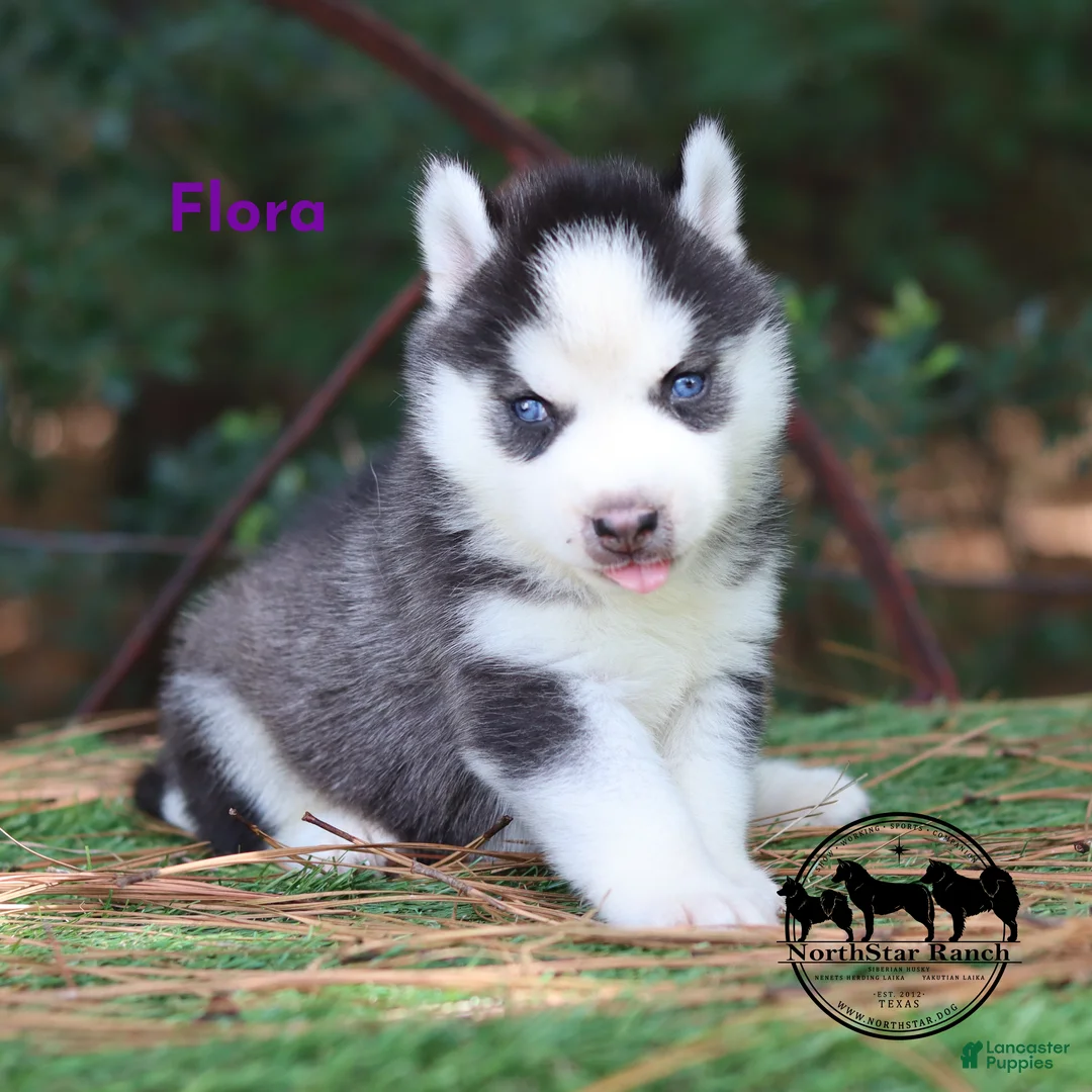 Siberian Husky dogs for sale: Flora Texas can transport - Ad 2