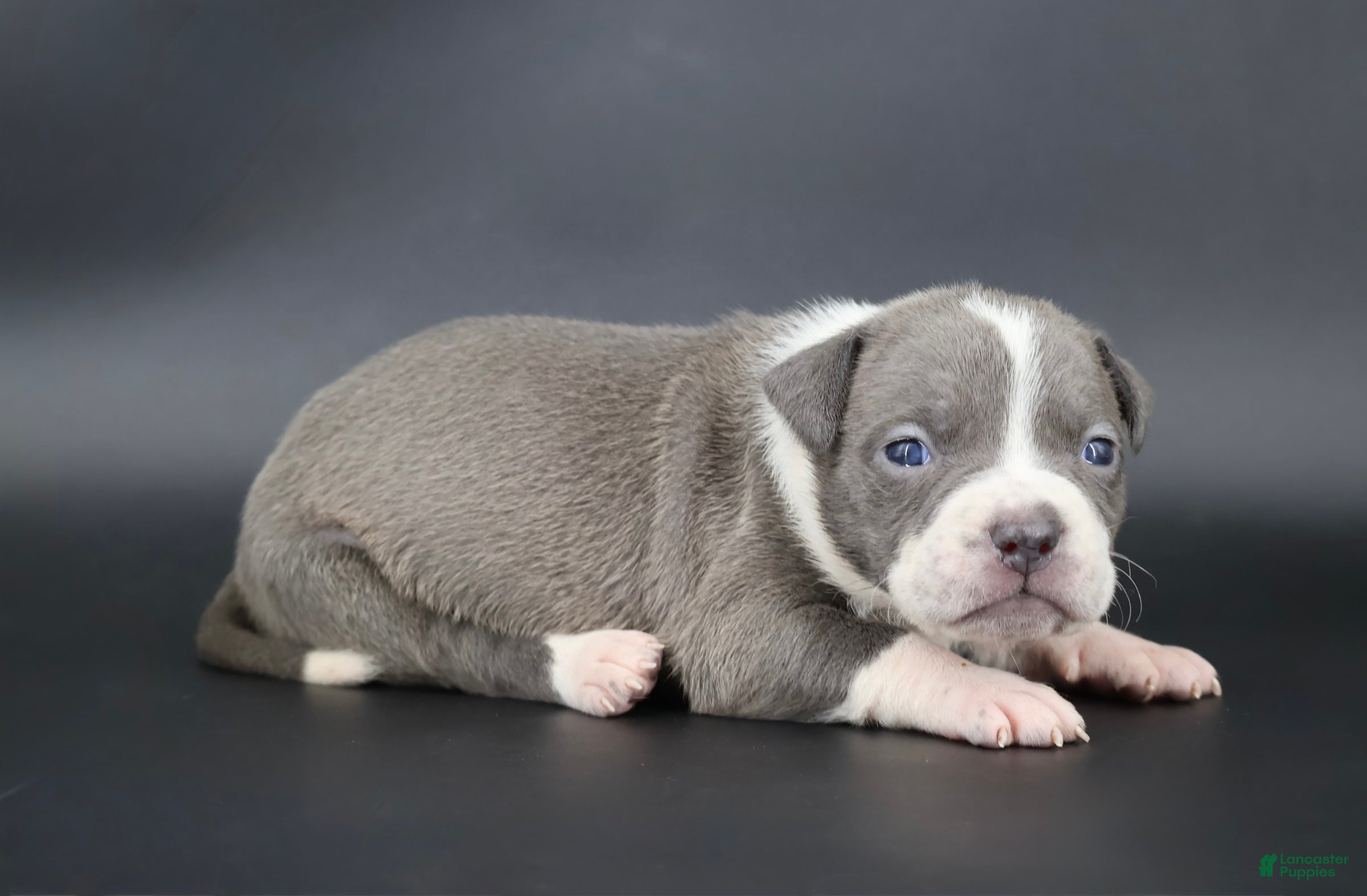 American Bully dogs Bluebell - Ad 1