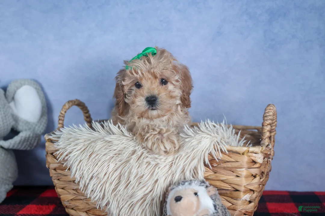 Cavapoo dogs for sale: FRANKIE - Ad 7
