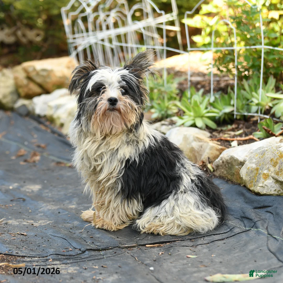 Biewer Terrier dogs for sale: Bud - Ad 3