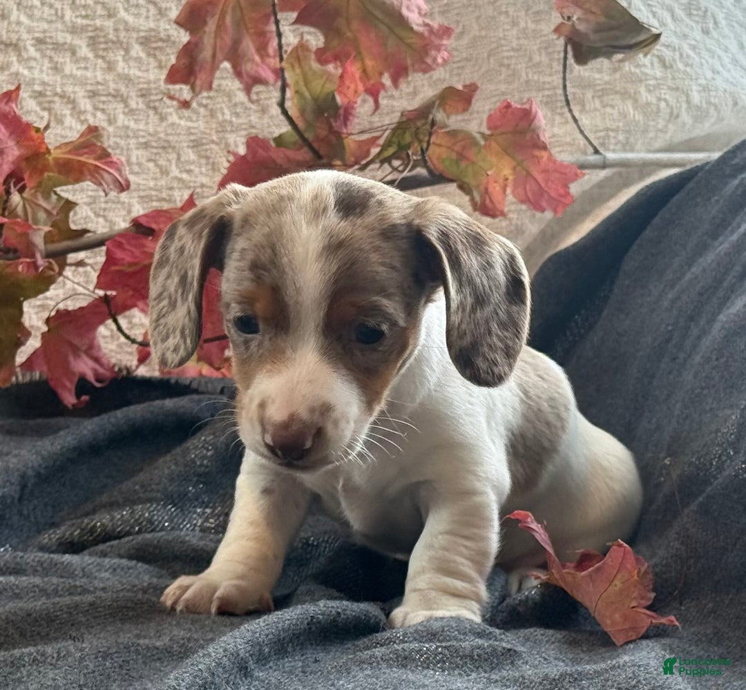 Miniature Dachshund dogs for sale: Freckles  - Ad 9