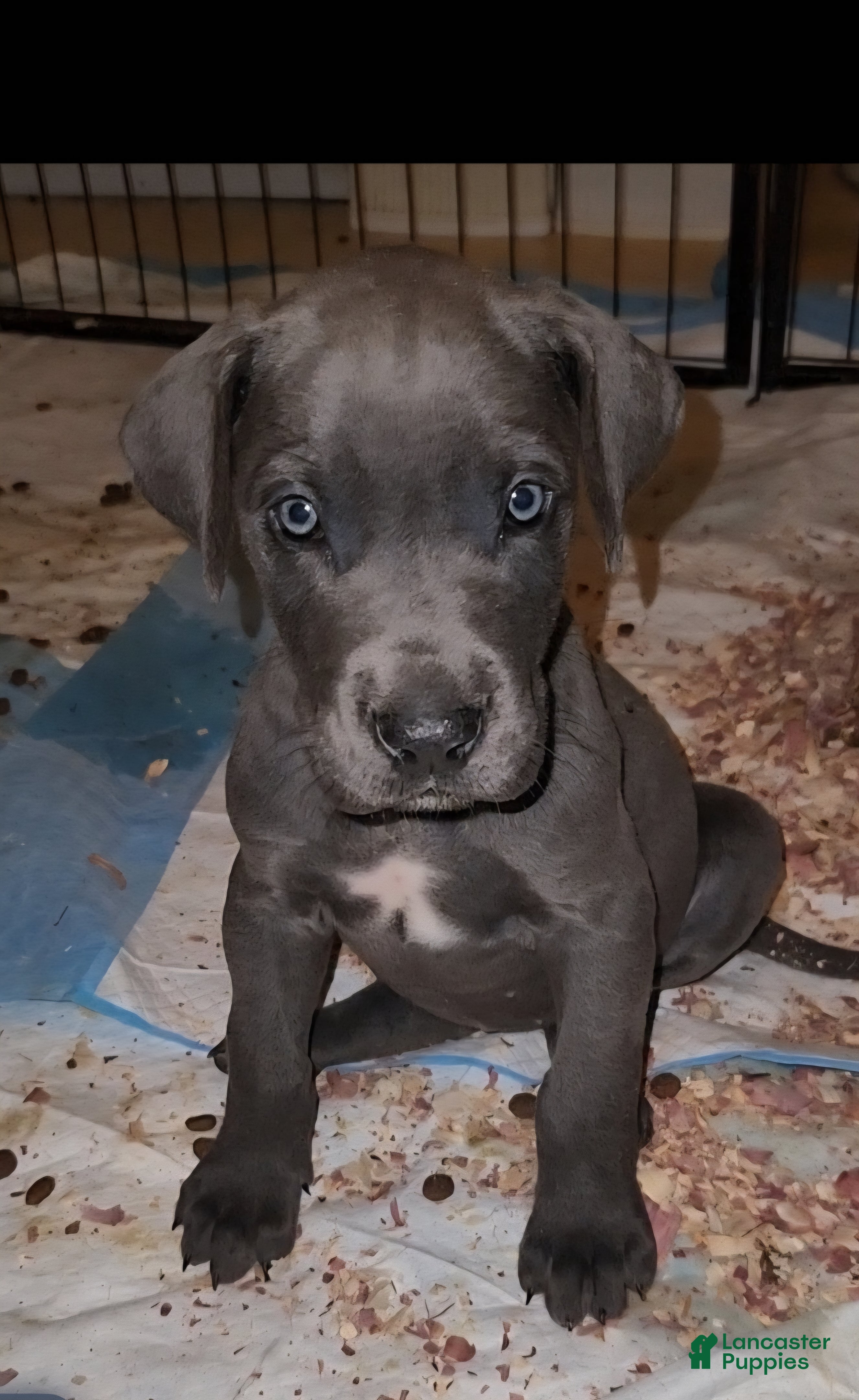 Great Dane dogs Great Dane Puppy 2 - Ad 1