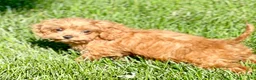 Cavapoo dogs for sale: Ernie - Ad 2