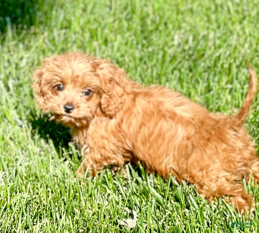 Cavapoo dogs for sale: Ernie - Ad 2