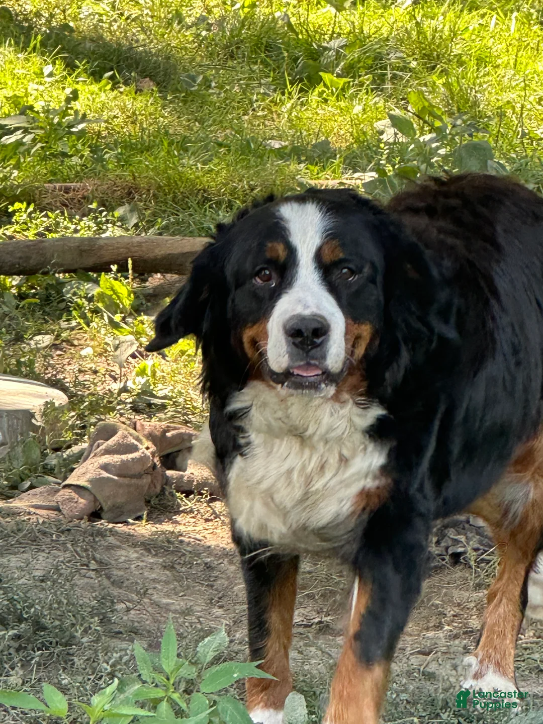 Bernese Mountain Dog dogs for sale: Bernese Mountain Dog Puppy 1 - Ad 2