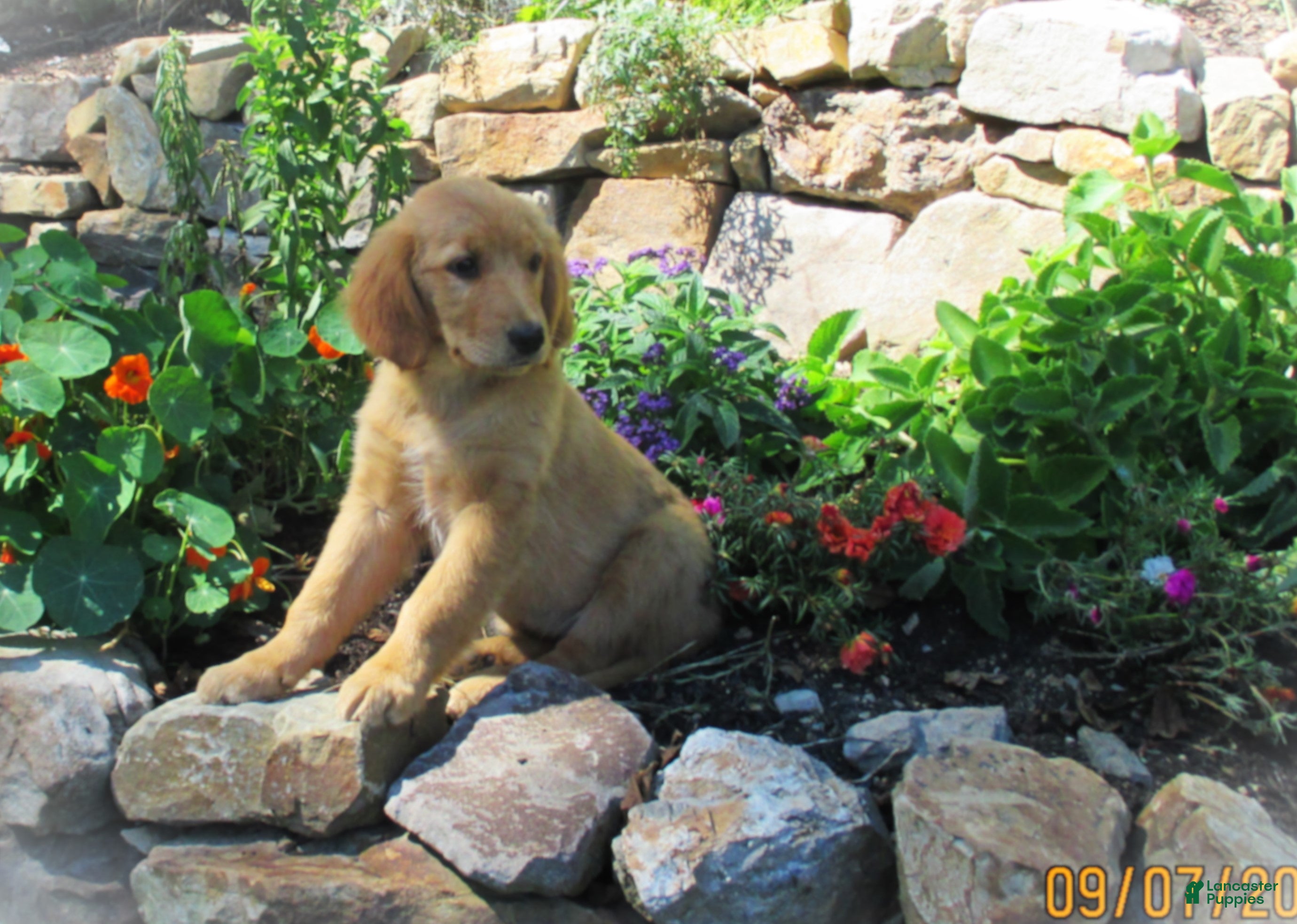 Golden Retriever dogs for sale: Dayna - Ad 1