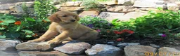 Golden Retriever dogs for sale: Dayna - Ad 1
