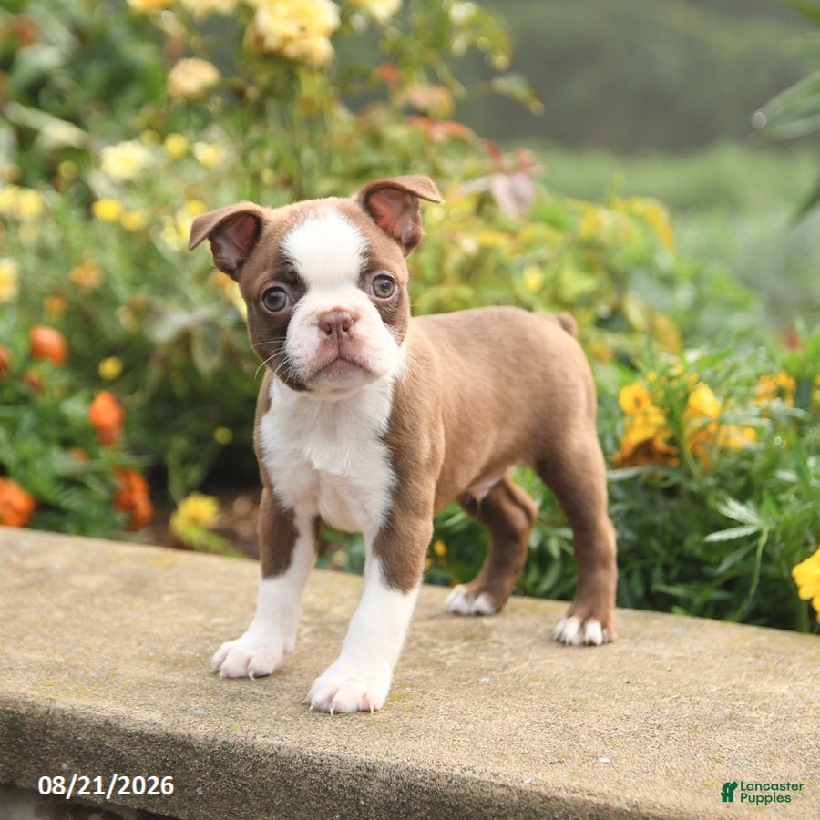 Boston Terrier dogs for sale: Willy - Ad 3