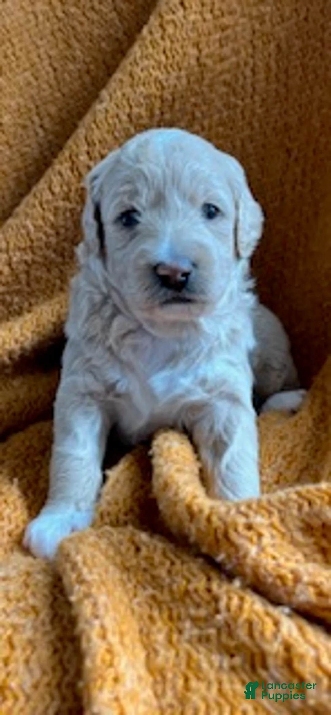 Mini Goldendoodle dogs for sale: Max - Ad 2