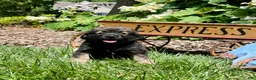 Mixed Breed dogs for sale: LIL Gilbert❤️AKC Cocker Spaniel🐾American Eskimo🐶15pds at maturity - Ad 1