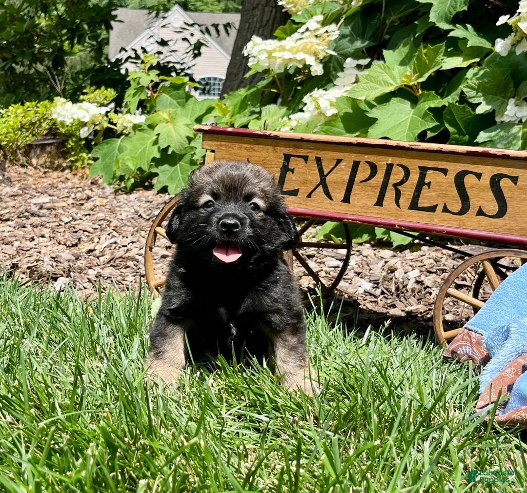 Mixed Breed dogs for sale: LIL Gilbert❤️AKC Cocker Spaniel🐾American Eskimo🐶15pds at maturity - Ad 1