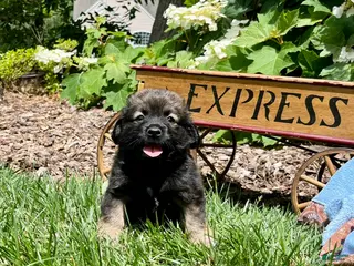 Mixed Breed dogs for sale: LIL Gilbert❤️AKC Cocker Spaniel🐾American Eskimo🐶15pds at maturity - Ad 4