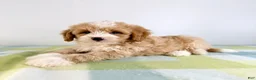 Bernedoodle dogs for sale: Woody - Ad 5