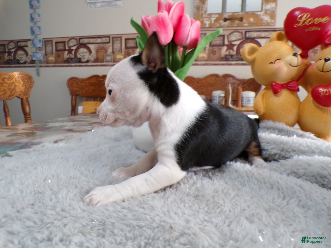 Chihuahua dogs for sale: Chihuahua Puppy 3 Buster - Ad 2