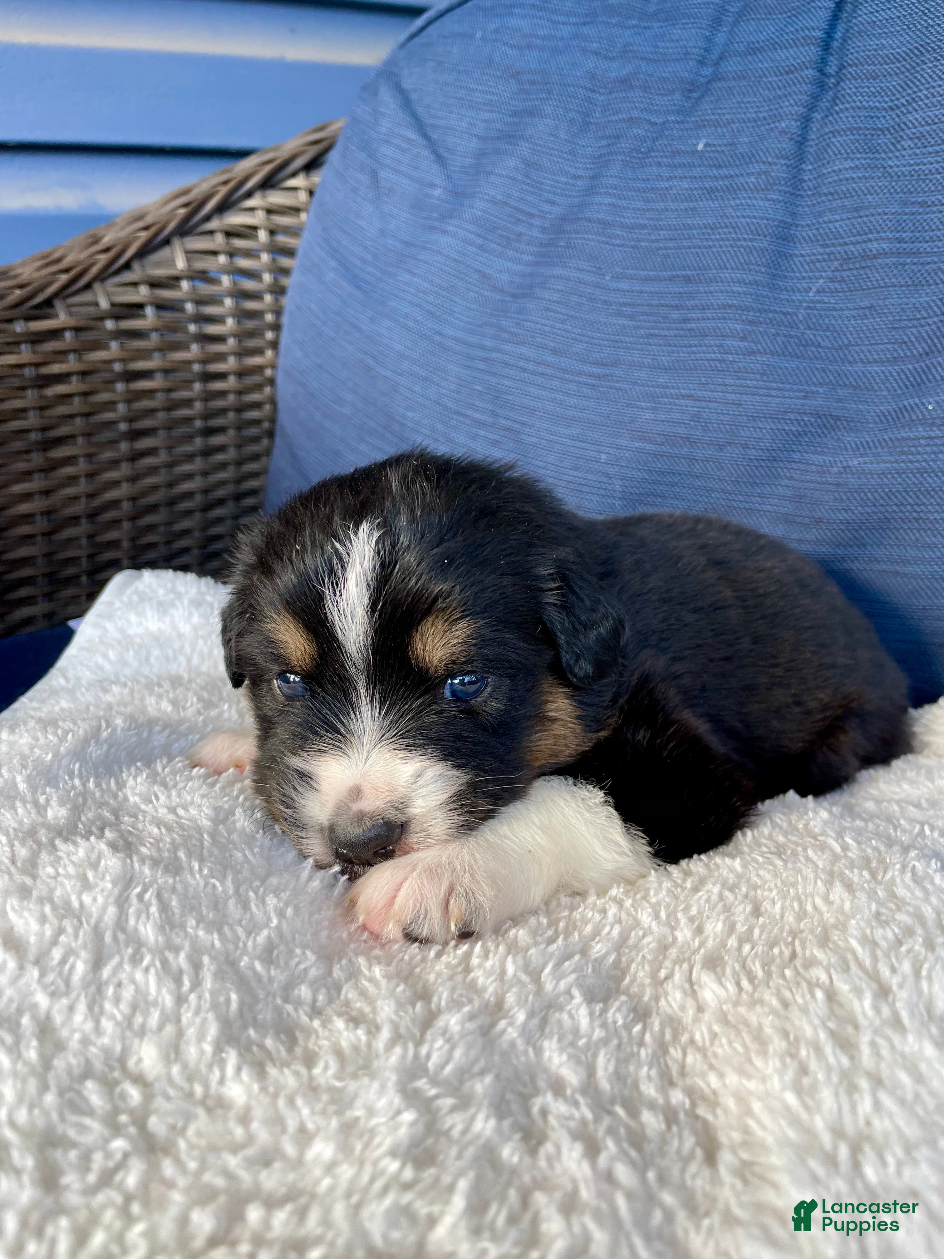 Australian Shepherd dogs Eddie - Ad 26