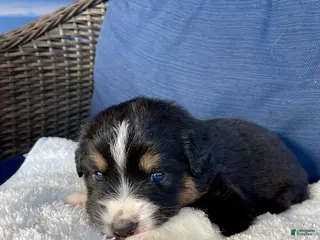 Australian Shepherd dogs Eddie - Ad 26