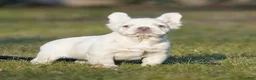French Bulldog dogs for sale: Marilyn - Ad 2
