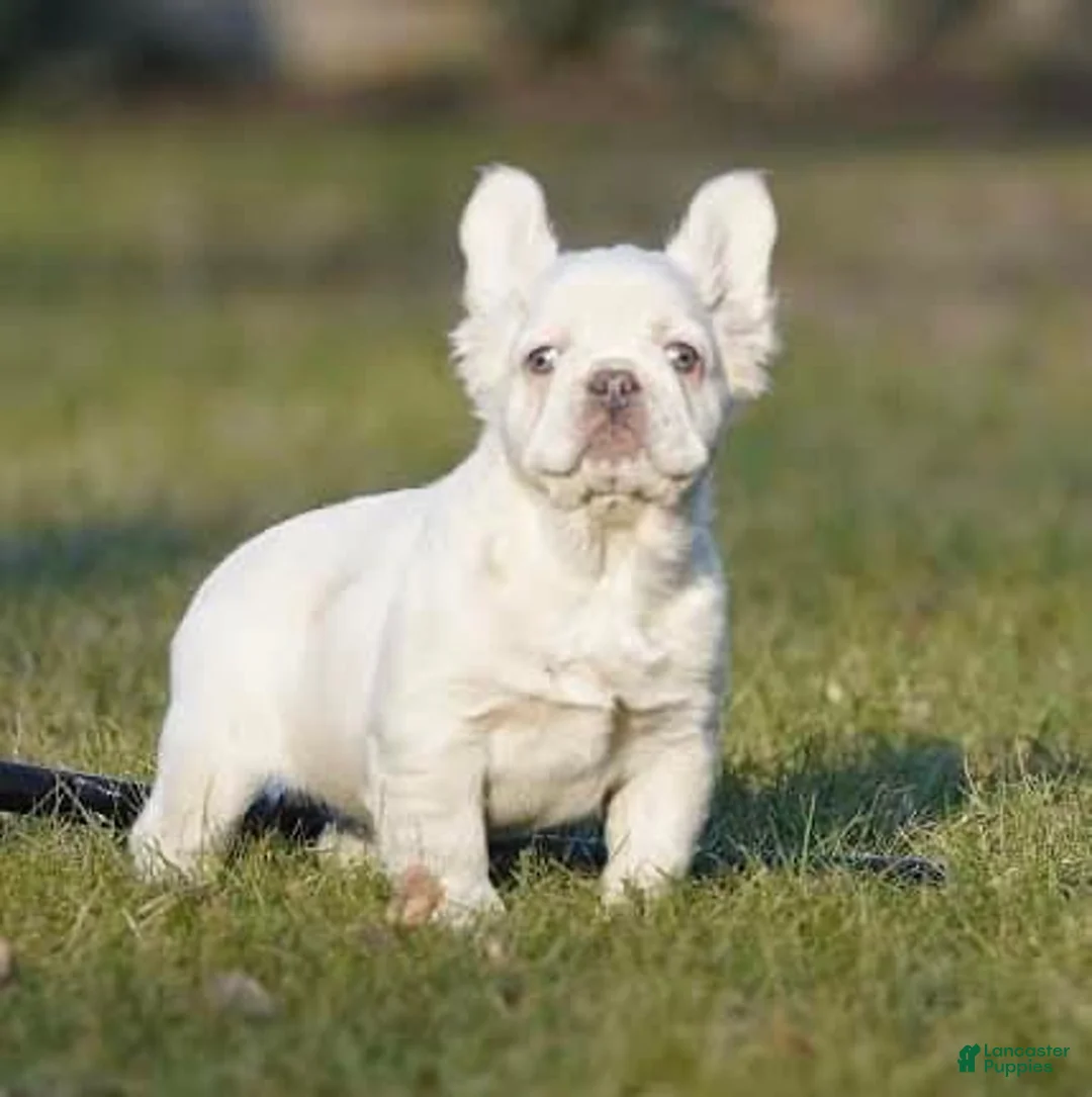 French Bulldog dogs for sale: Marilyn - Ad 2
