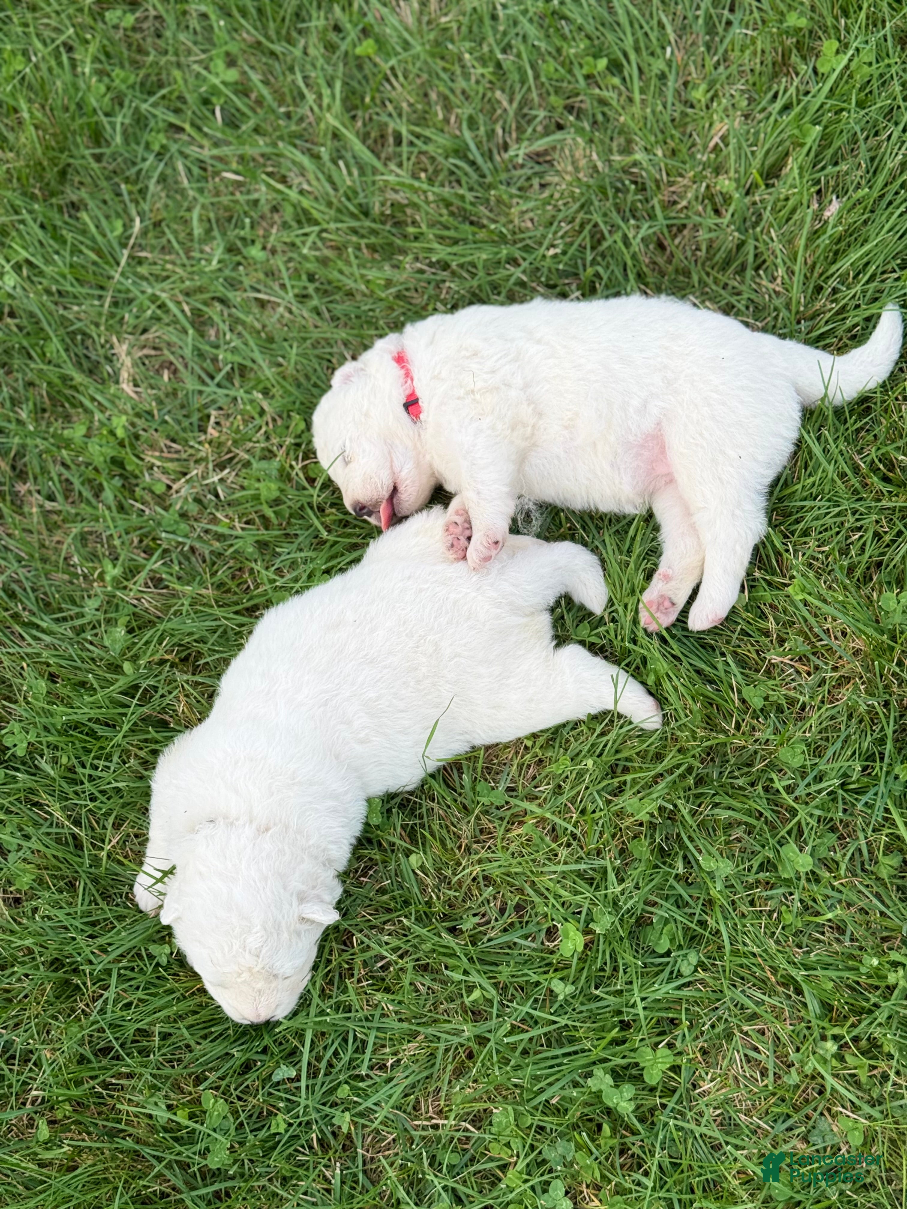 Samoyed dogs for sale: Red - Ad 2