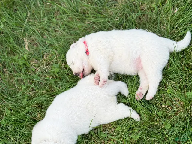 Samoyed dogs for sale: Red - Ad 2