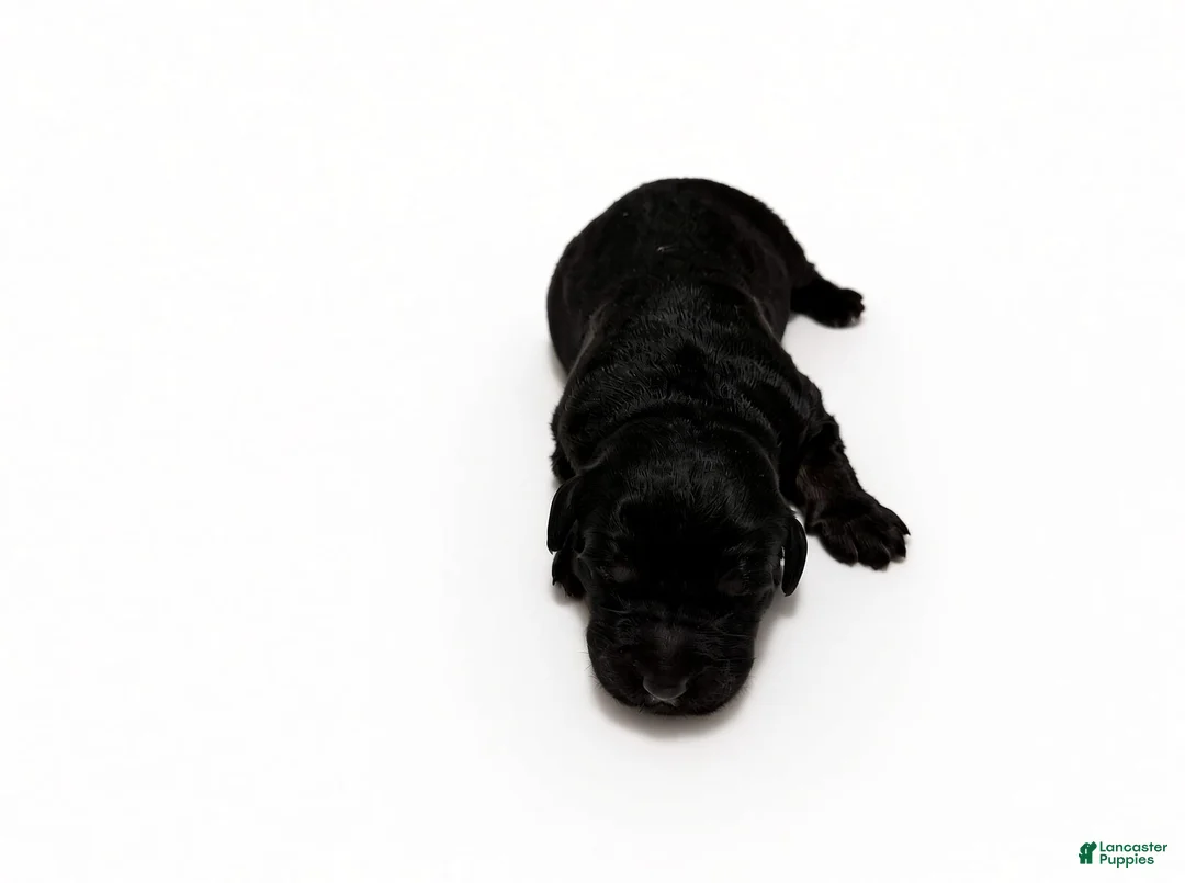 Bernedoodle dogs for sale: Figgy - Ad 1