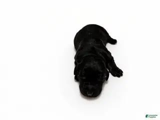 Bernedoodle dogs Figgy - Ad 1